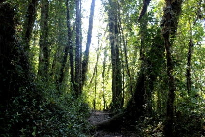 Bosque Parque Nacional Queulat